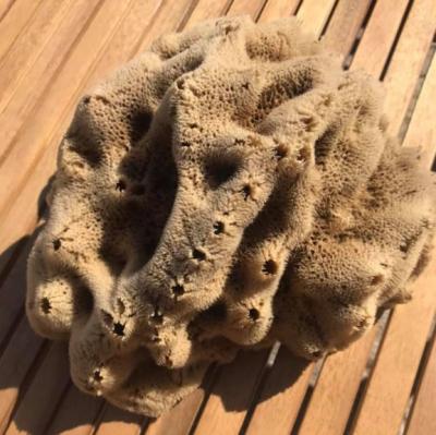 Eponge mentruelle naturelle de méditerranée 3 à 5 cm lot de 3